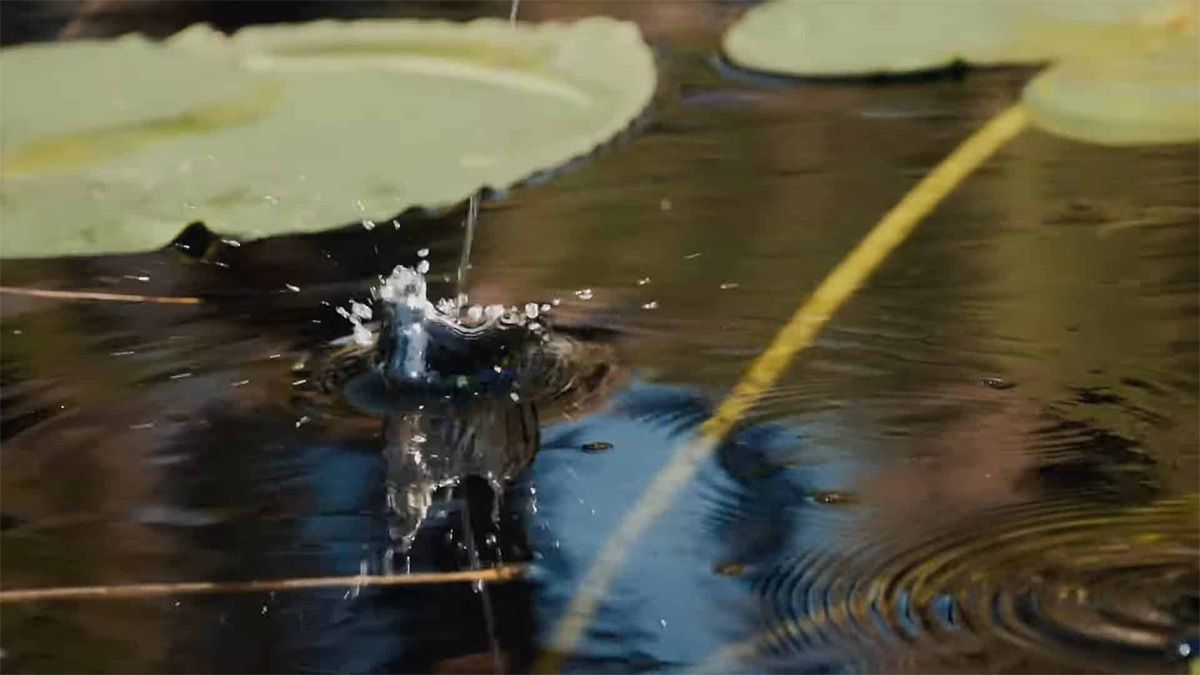 Topwater lure moving through lily pads during a bass fishing outing
